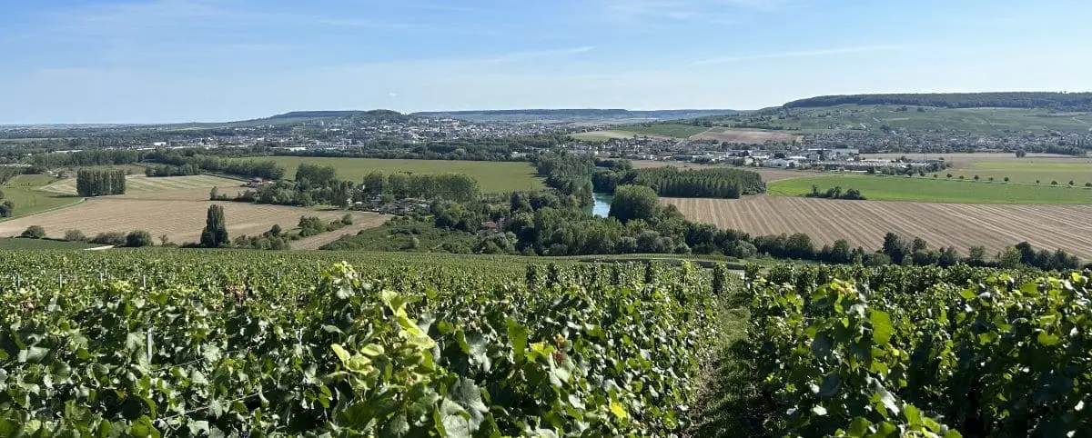 Panoramic view from the Belvedere in Hautvillers, showcasing vast green vineyards and fields stretching towards a distant town under a clear blue sky.