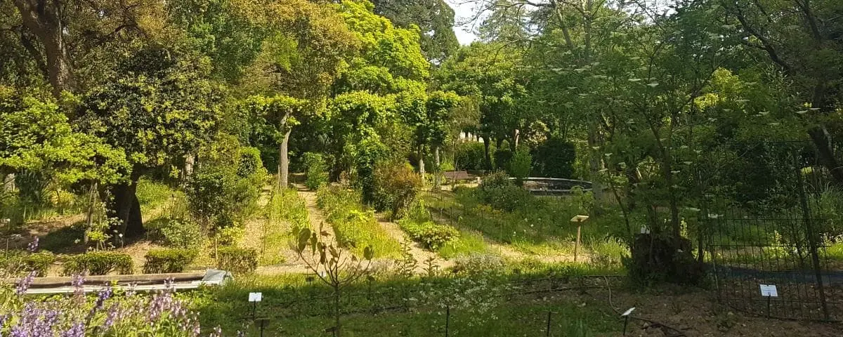 A lush, green botanical garden with various plants and trees, featuring walking paths and informational plaques. The garden is bathed in sunlight, creating a serene and inviting atmosphere for visitors.