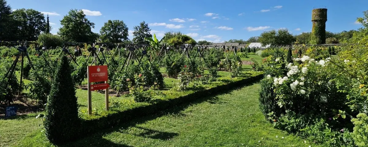 A lush garden with neatly trimmed hedges and various plants growing on trellises.