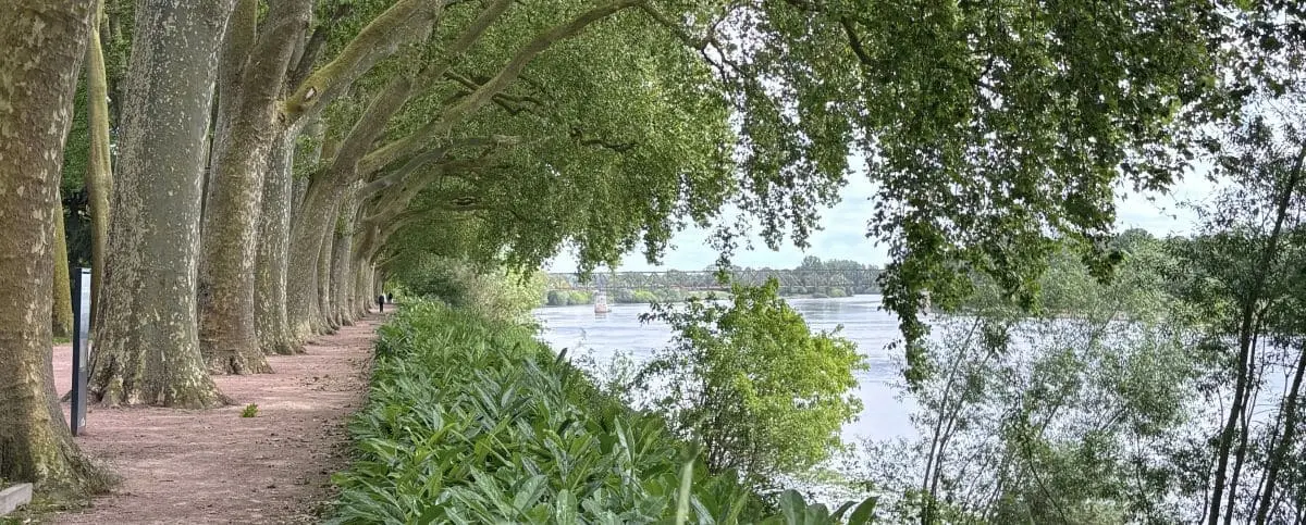 A scenic walkway in Chinon with a row of tall trees providing shade along a riverside path, offering a peaceful view of the water.