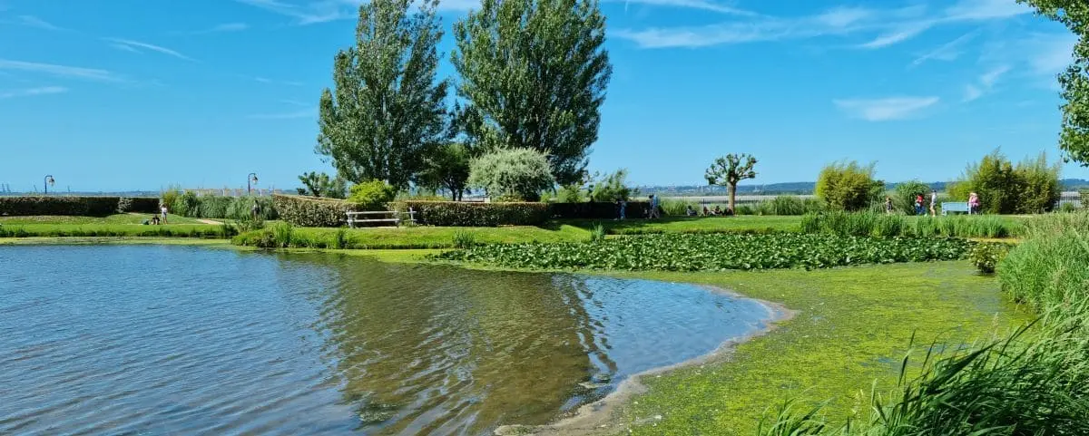 A serene garden scene featuring a pond with clear water, lush green grass, and various plants and trees under a bright blue sky. People can be seen walking in the distance, enjoying the peaceful atmosphere.