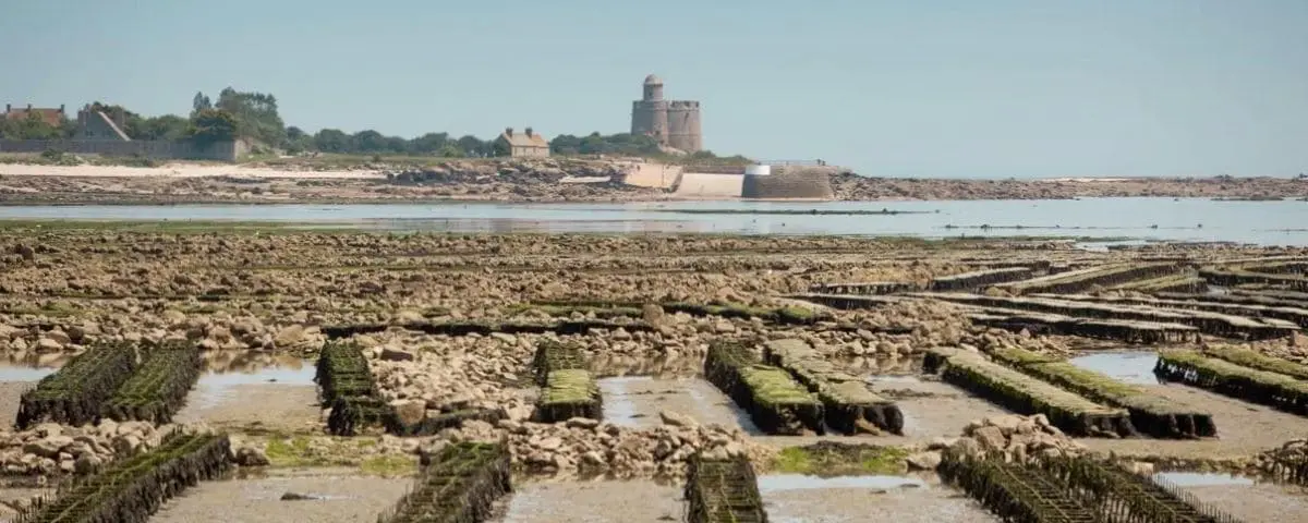 Tatihou Island at low tide, showing exposed seaweed beds and a distant view of a historic tower.