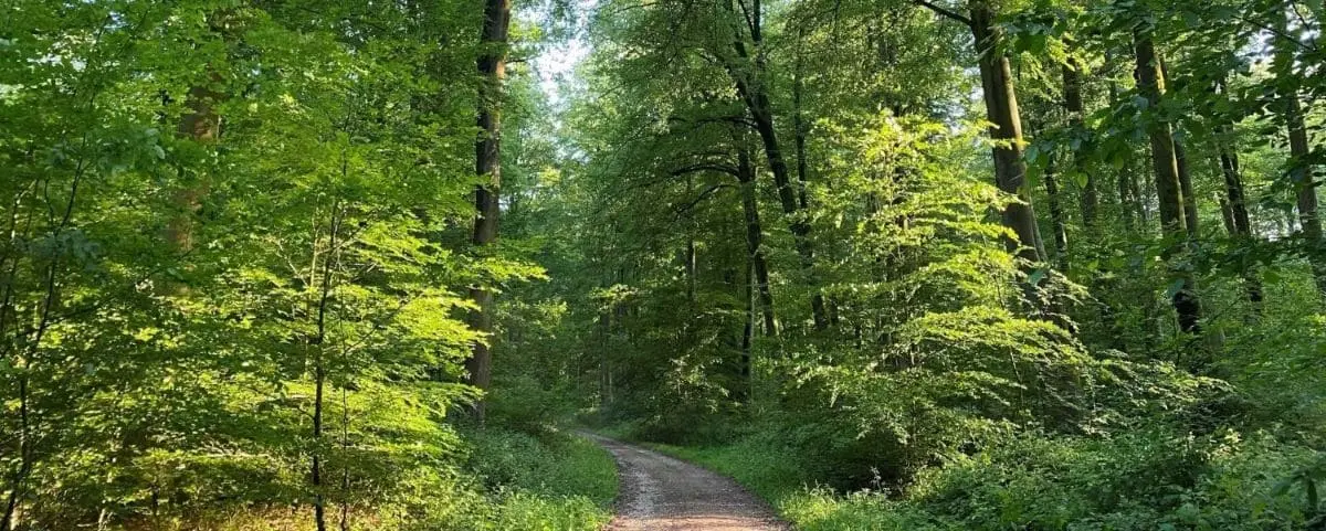 A tranquil forest path surrounded by dense, green trees, with sunlight filtering through the foliage, creating a peaceful and inviting atmosphere.