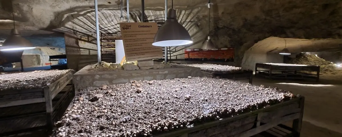 The interior of the Mushroom Museum in Montsoreau, showcasing various mushroom cultivation beds in an underground setting with informational signs.