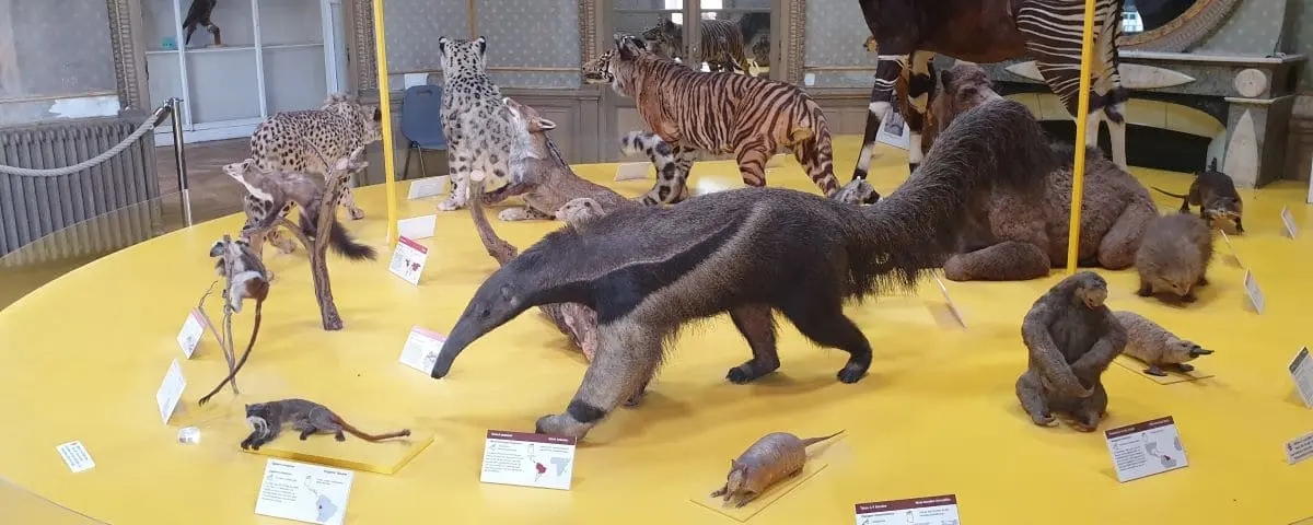 Display at the Natural History Museum featuring taxidermy animals, including an anteater, big cats, and primates, arranged on a yellow platform.