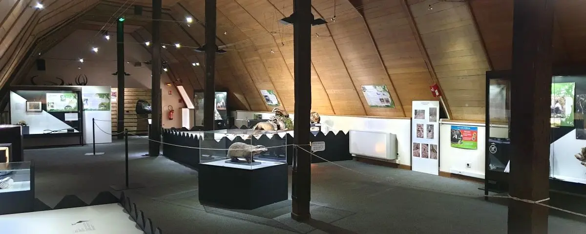 A spacious, attic-like exhibition area showcasing various animal specimens and educational displays in glass cases.