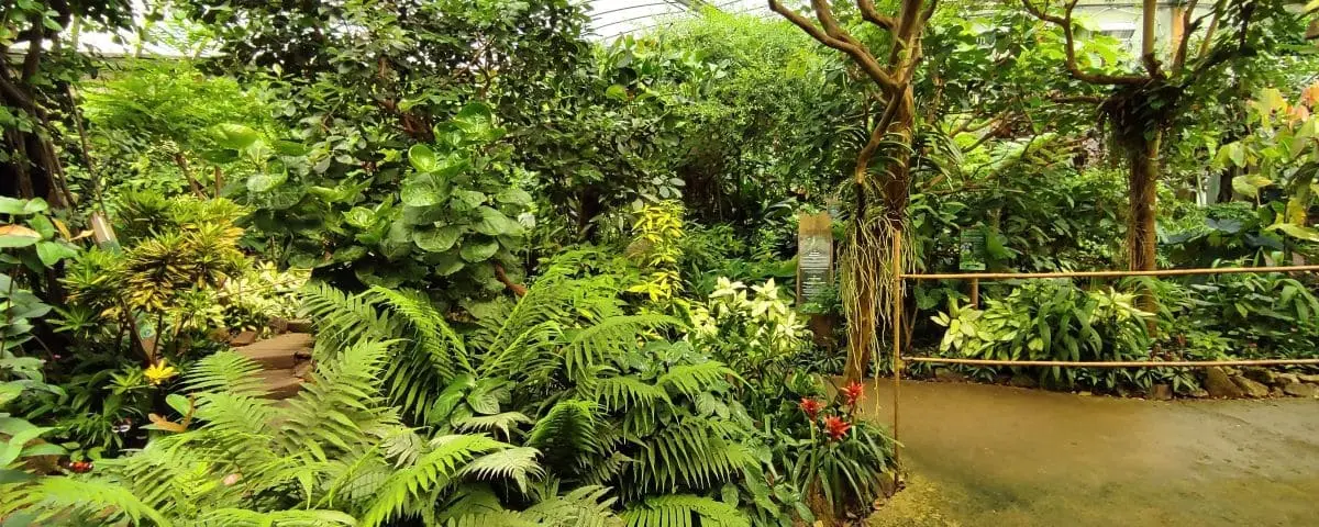 A lush indoor tropical garden with a variety of exotic plants and ferns. The space is dense with greenery, creating a vibrant and humid atmosphere for visitors to explore.