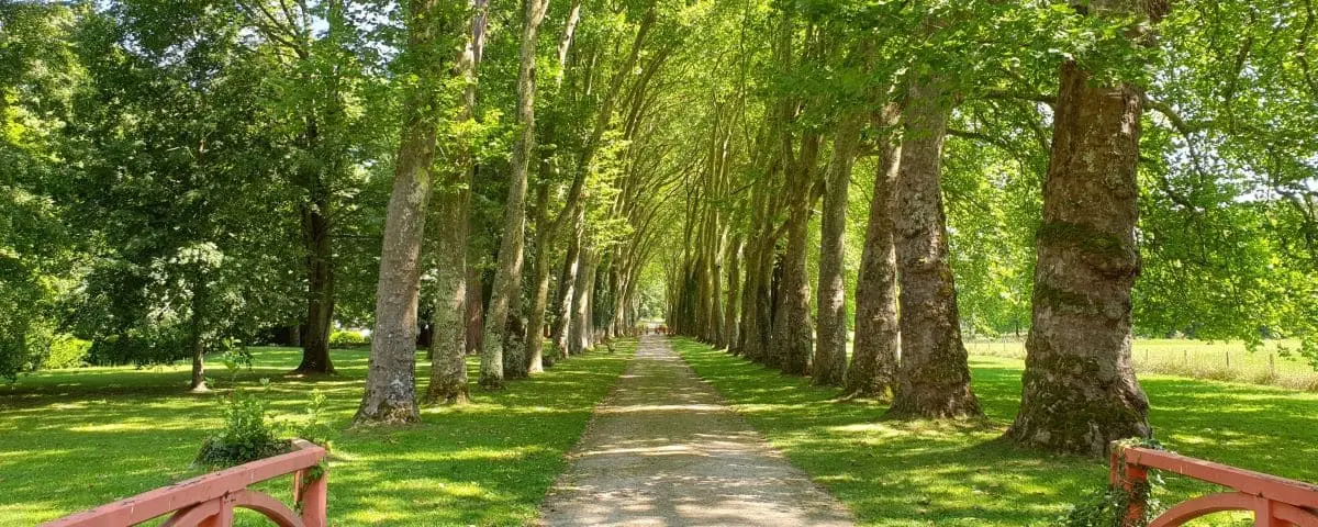A scenic pathway lined with tall trees and lush greenery in Parc Richelieu, with sunlight filtering through the leaves.