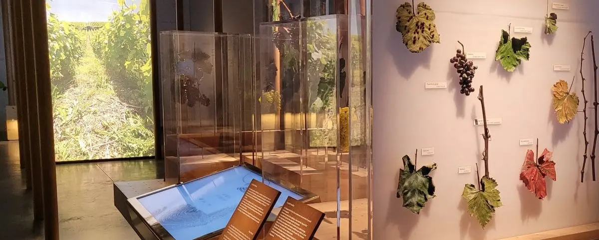 An exhibit showcasing various grape leaves and vines, with clear panels displaying detailed information. The background includes an image of a vineyard, adding context to the botanical displays.
