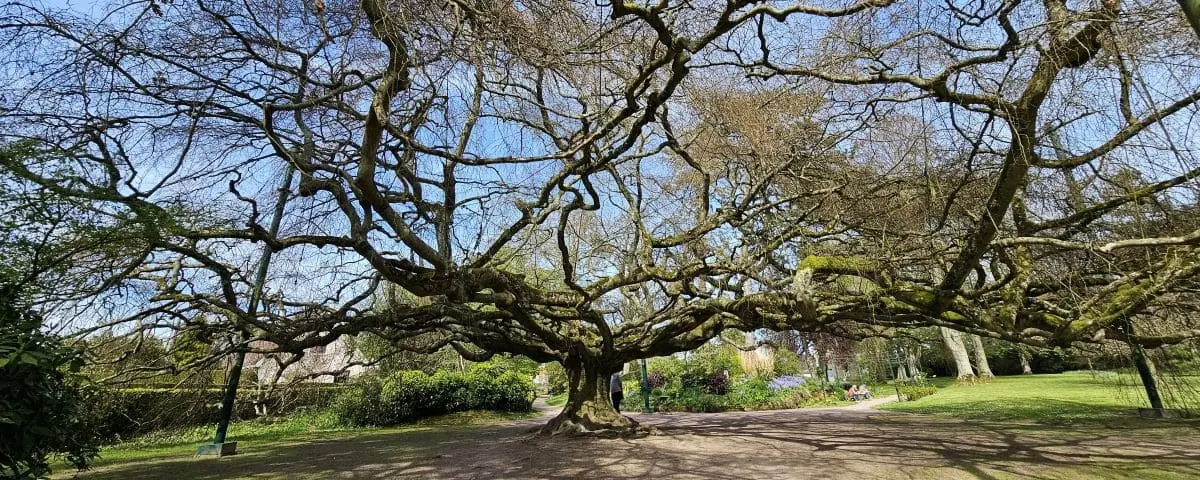 A large, sprawling tree with intricate, twisted branches in a green park, with blue sky visible through the branches.