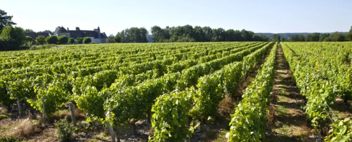 Expansive view of lush green vineyards in the Loire Valley with rows of grapevines stretching into the distance, bordered by trees and a distant building.